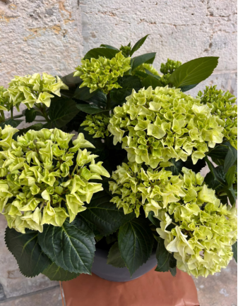 CENTRO DE HORTENSIAS