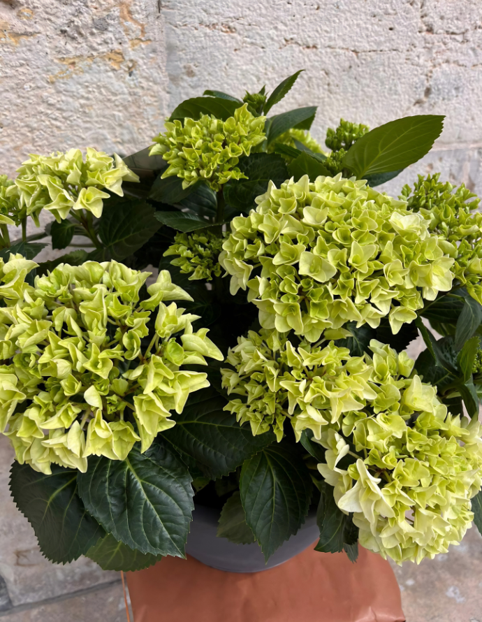 CENTRO DE HORTENSIAS