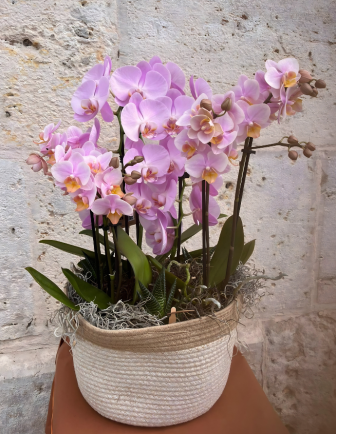 CESTA DE ORQUÍDEAS