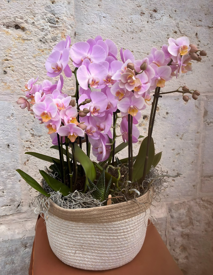 CESTA DE ORQUÍDEAS