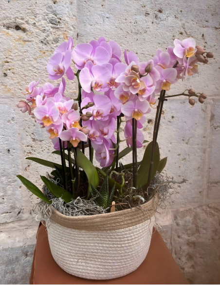 CESTA DE ORQUÍDEAS