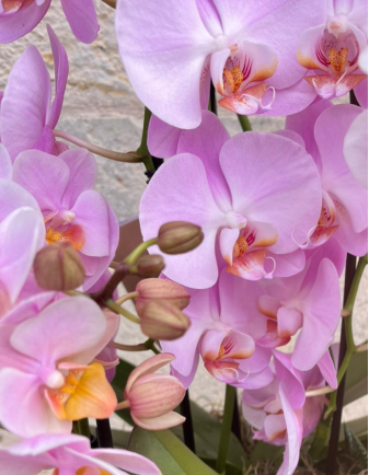 CESTA DE ORQUÍDEAS 2