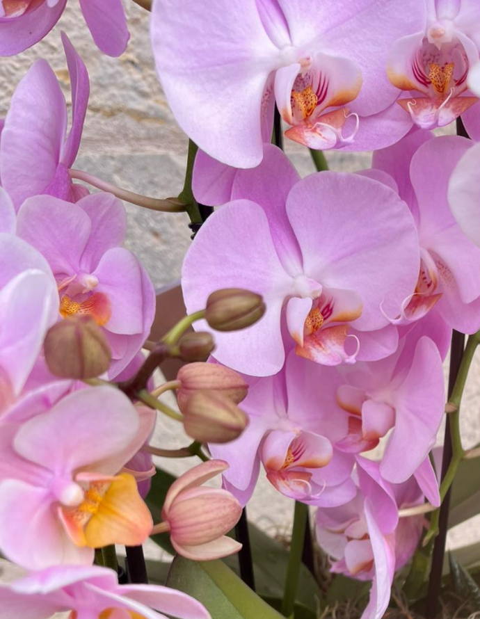 CESTA DE ORQUÍDEAS