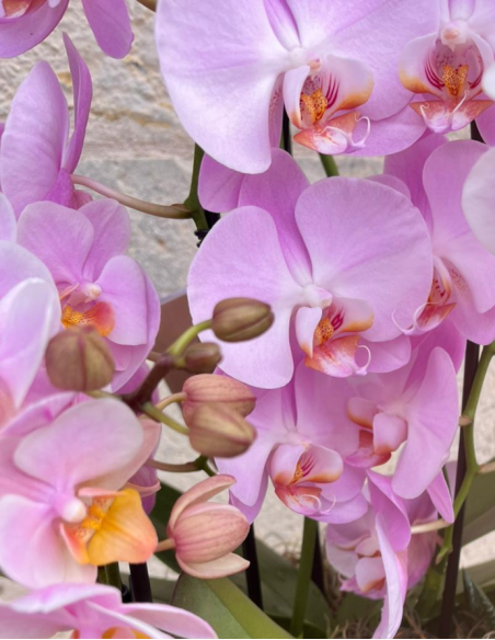 CESTA DE ORQUÍDEAS