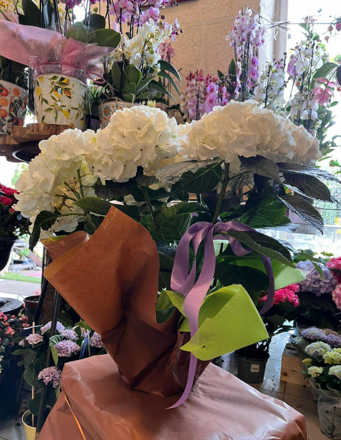 HORTENSIA ARTEMISA