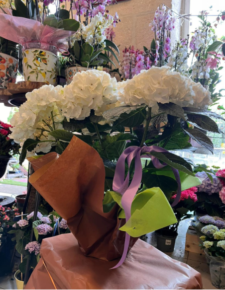 HORTENSIA ARTEMISA