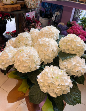 HORTENSIA ARTEMISA