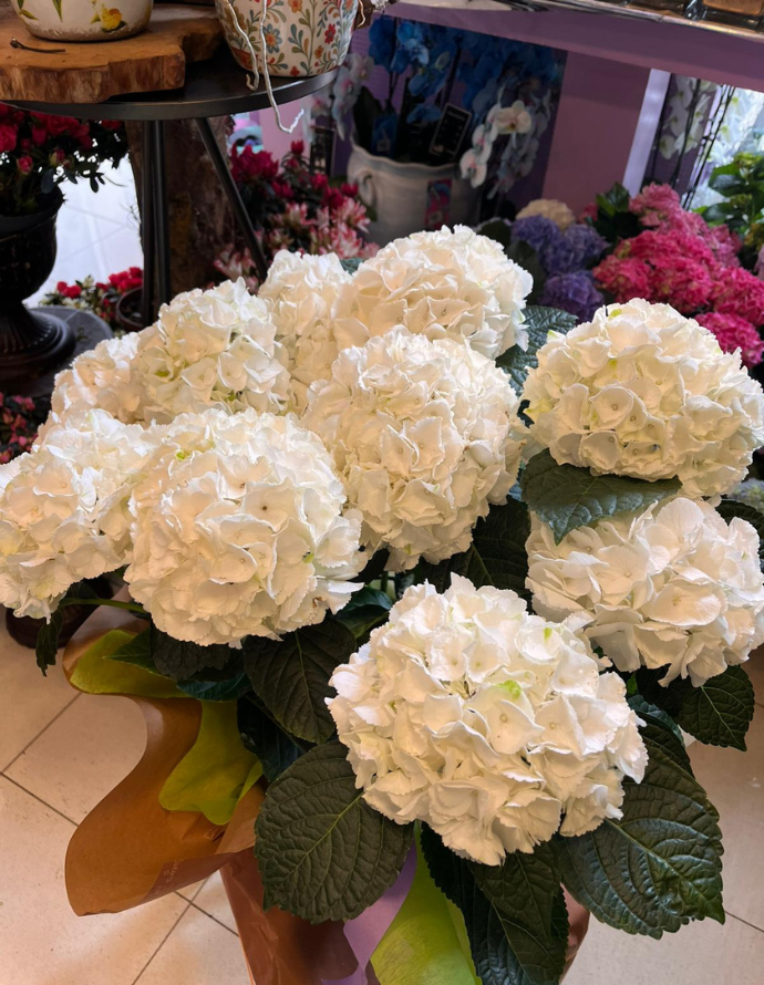 HORTENSIA ARTEMISA