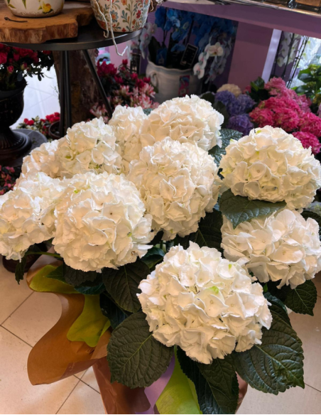HORTENSIA ARTEMISA