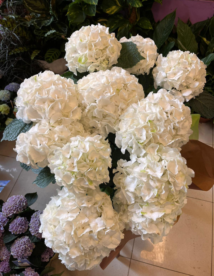 HORTENSIA ARTEMISA