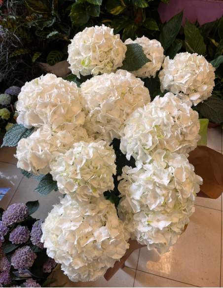 HORTENSIA ARTEMISA