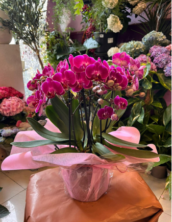 ORQUÍDEA MULTIFLOR