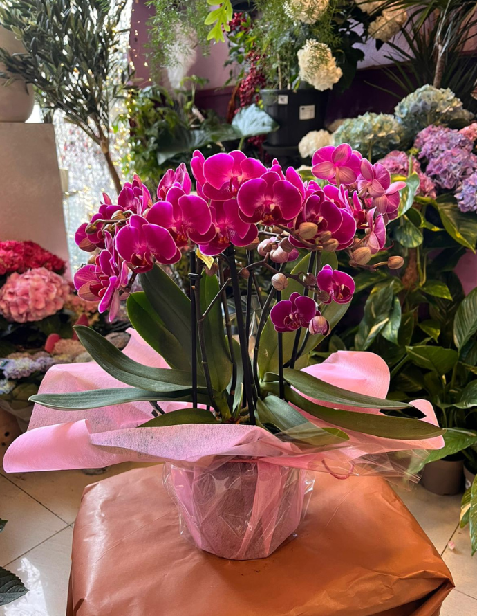 ORQUÍDEA MULTIFLOR