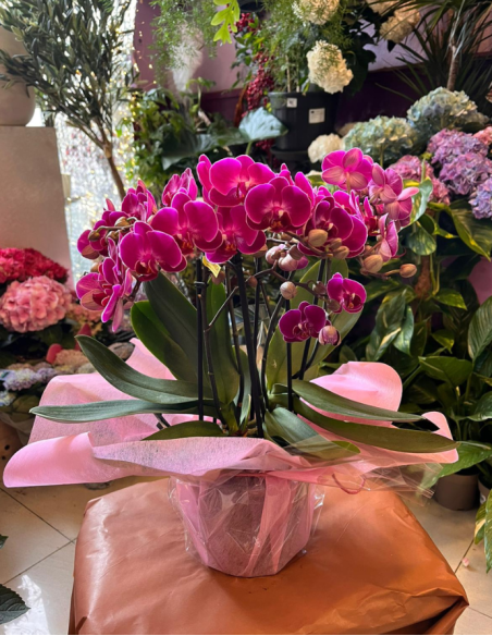 ORQUÍDEA MULTIFLOR