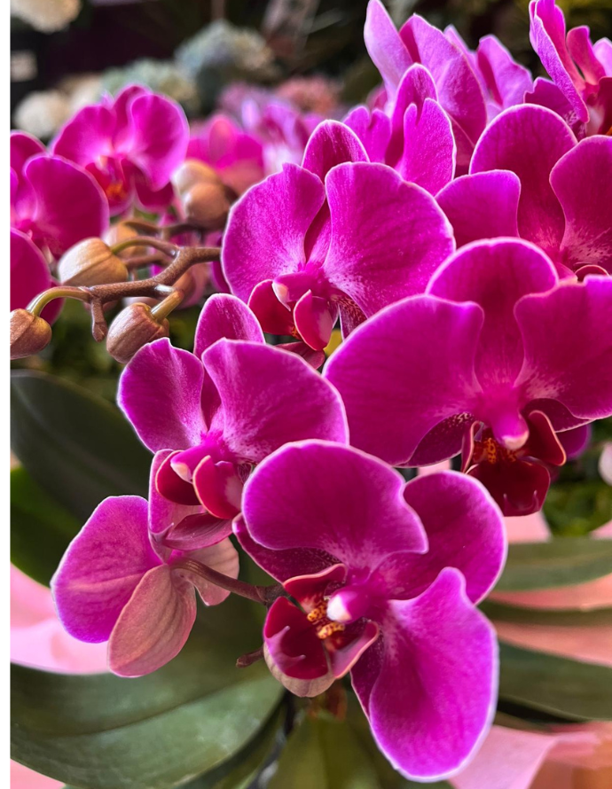 ORQUÍDEA MULTIFLOR