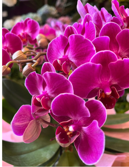 ORQUÍDEA MULTIFLOR
