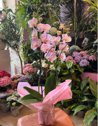 ORQUÍDEA MORADA