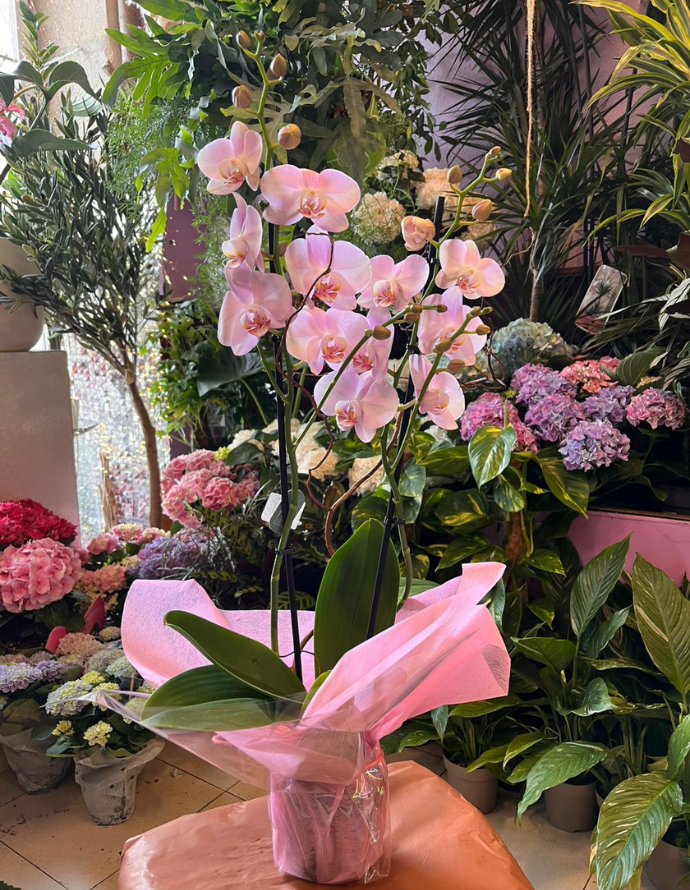 ORQUÍDEA MORADA