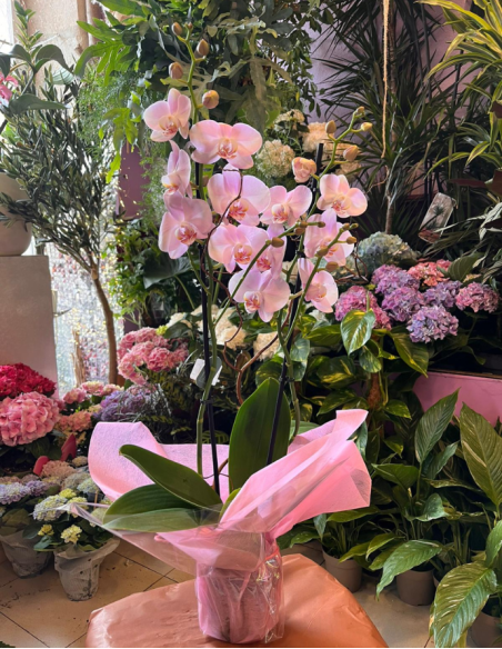 ORQUÍDEA MORADA