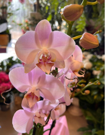 ORQUÍDEA MORADA 2