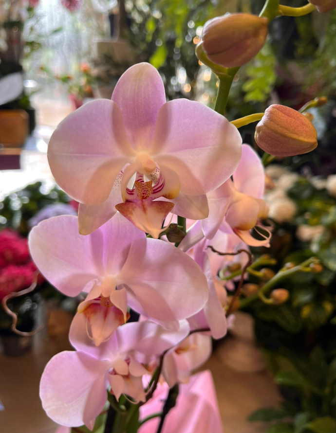 ORQUÍDEA MORADA