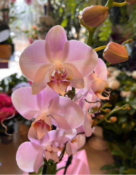 ORQUÍDEA MORADA