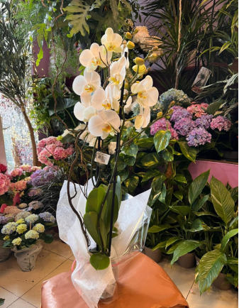 ORQUÍDEA BLANCA