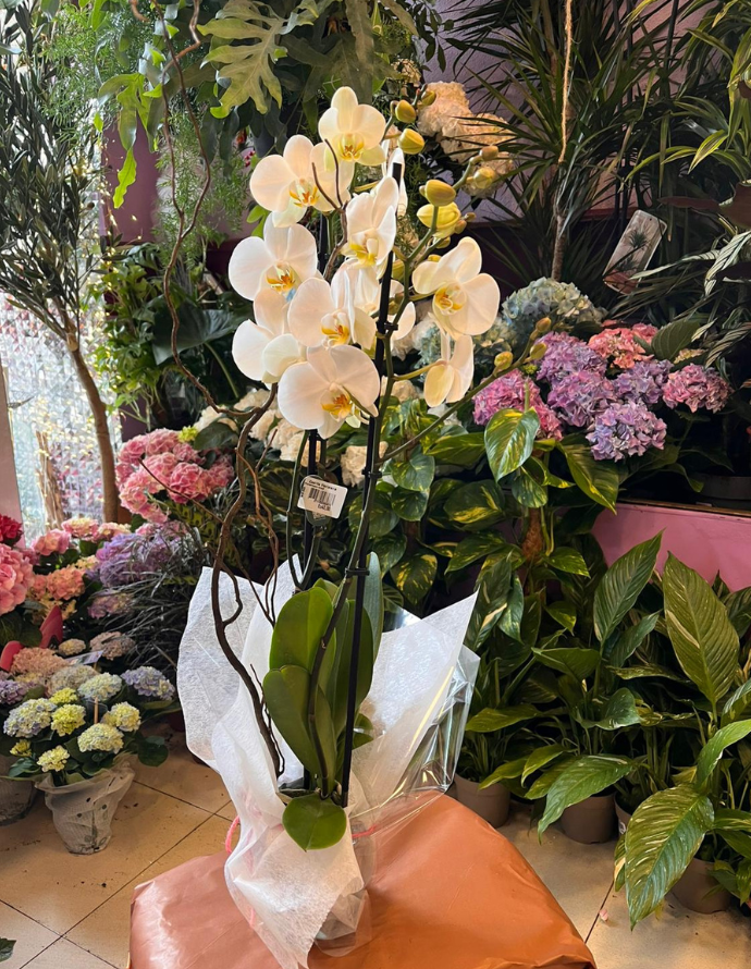 ORQUÍDEA BLANCA
