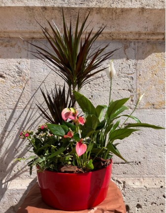 CENTRO DE PLANTAS FRONDA