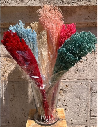 RAMO PRESERVADO BROOMS