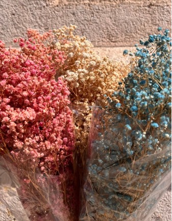 RAMO PANICULATA 2