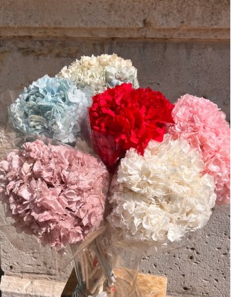 HORTENSIA AURA