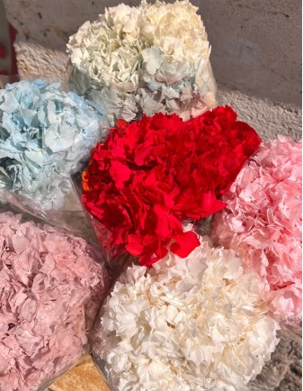HORTENSIA AURA 2