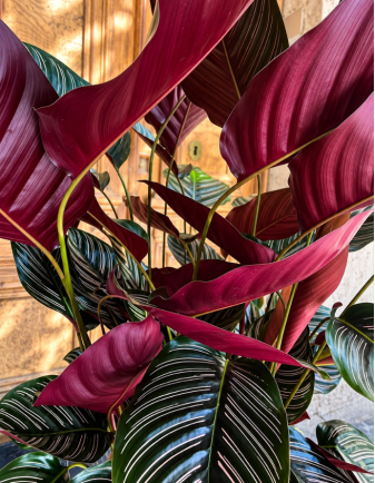 CALATHEA PREMIUM 2