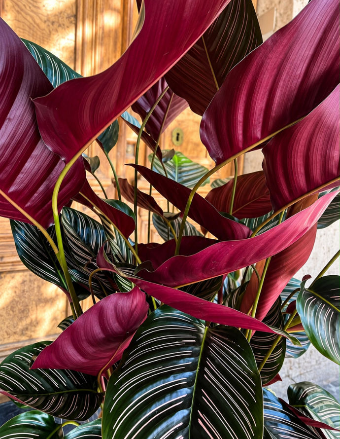 CALATHEA PREMIUM