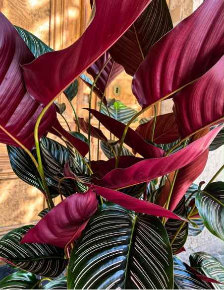 CALATHEA PREMIUM