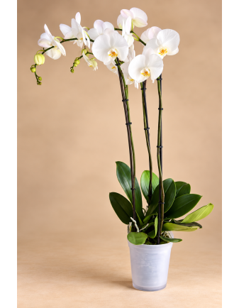 ORQUÍDEA PREMIUM