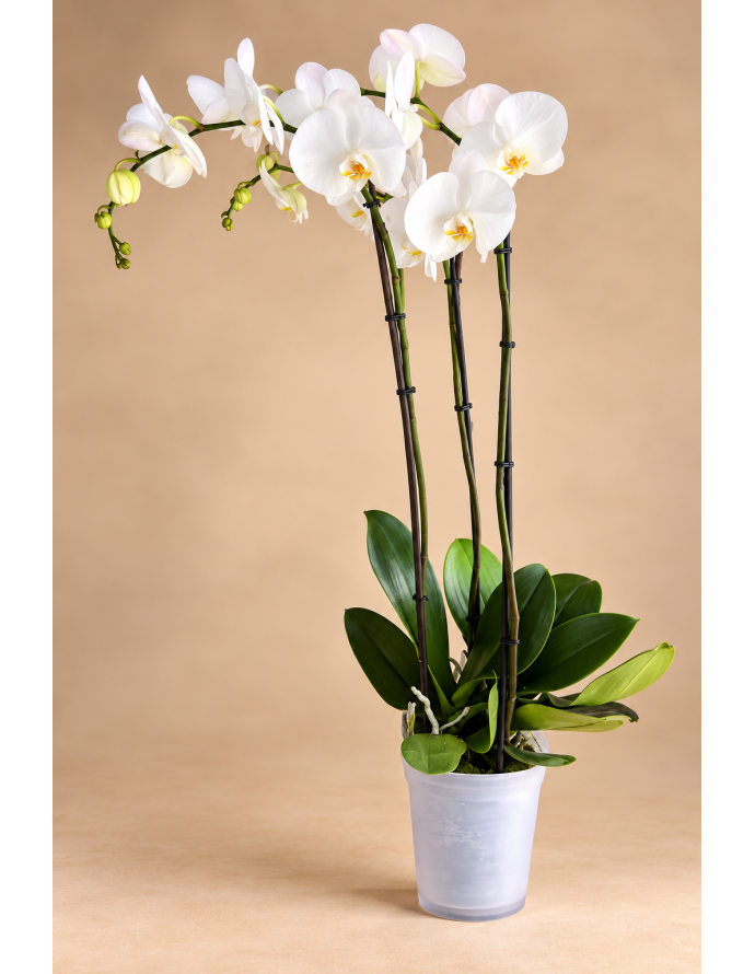 ORQUÍDEA PREMIUM