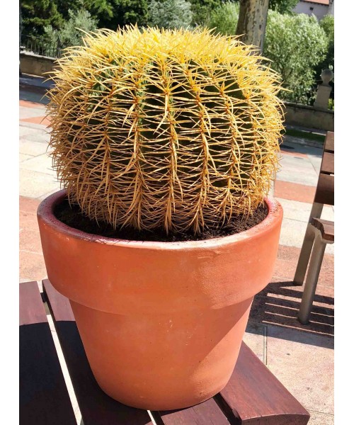 Cactus Echinocactus en maceta