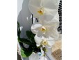 Cascada Orquídea XL
