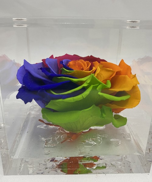Rosa liofilizada multicolor 10cm