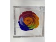 Rosa liofilizada multicolor 8cm