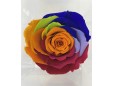 Rosa liofilizada multicolor 8cm