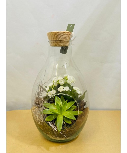 Arreglo de plantas  en botella de vidrio
