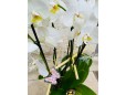 Orquídea en cerámica mariposas