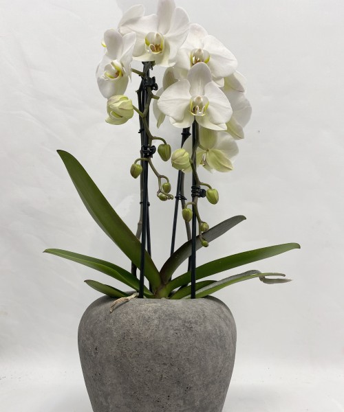 Orquídea en cerámica gris