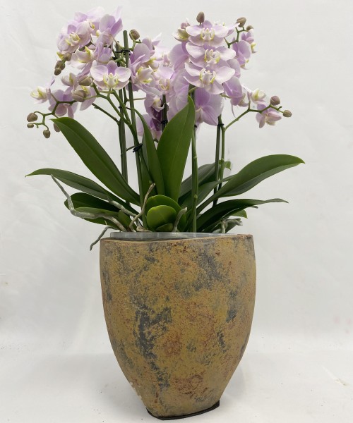 Orquideas en cerámica vintage