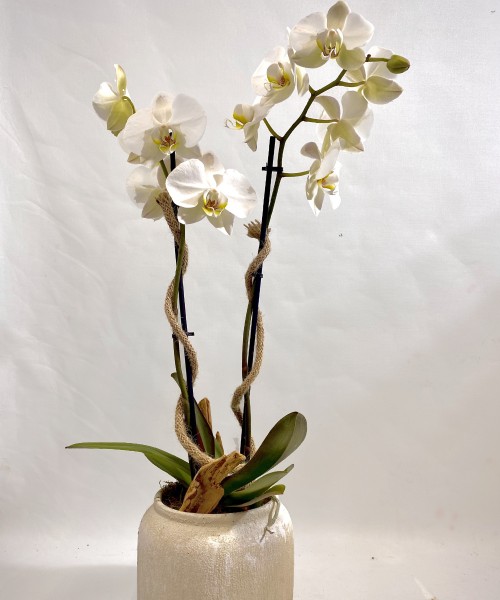 Orquídea en cerámica beige