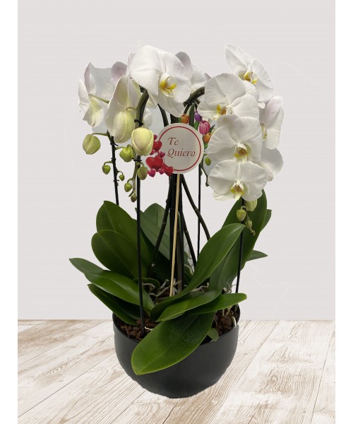 Orquídea amor eterno