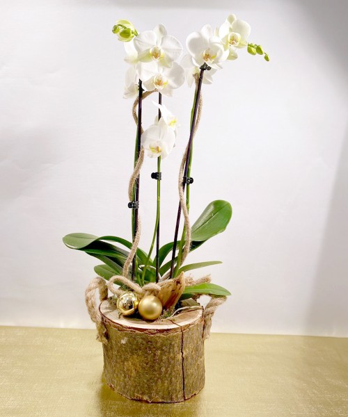 Orquídea campestre